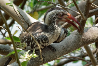 Red Billed Hornbill