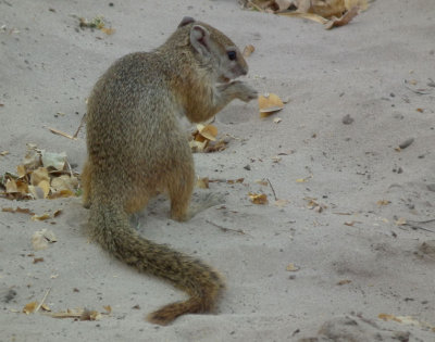 African Tree squirrel