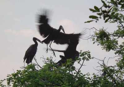 Open Billed Storks landing to roost by restaurant