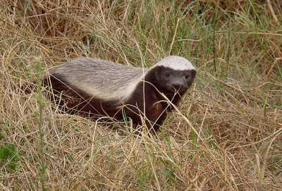 Honeybadger in daylight, but they still move quickly!