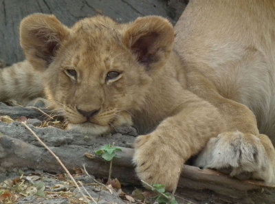 Cub with lioness paw