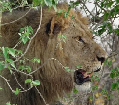 Lion in bushes