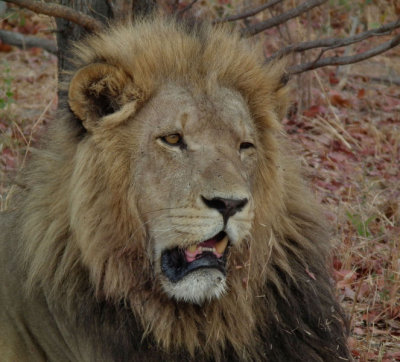 Male Lion with left eye problem