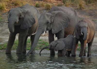 Zambezi_Elephants Drinking