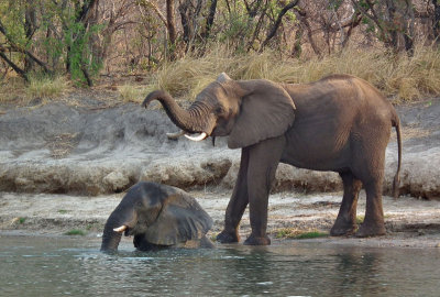 Zambezi_Elephants bathing