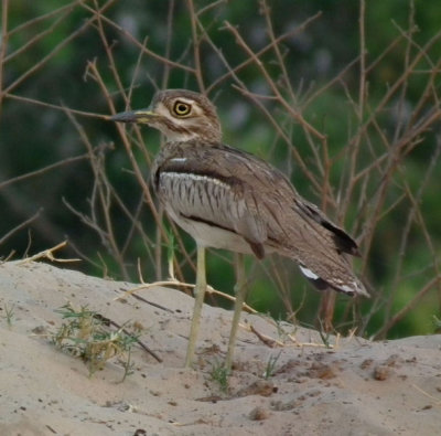 Zambezi_Water Dikkop now perversely called a Thick Knee