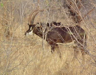Victoria Falls NP_Male Sable antelope