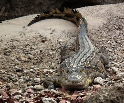 Zambezi_Crocodile