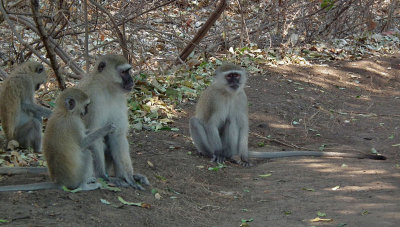 Victoria Falls_Vervet monkeys