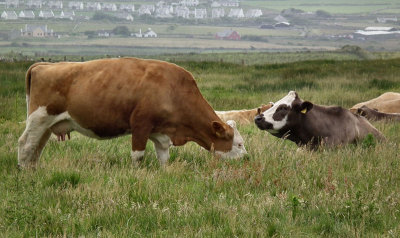 Cliffs of Moher_Cattle