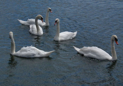 Galway City_River Corrib_swans