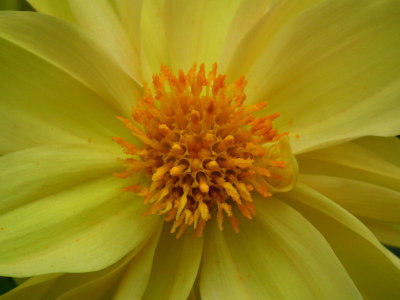 Turlough Manor_flower garden