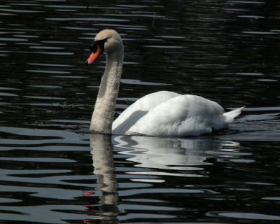 Lough Corrib_swan