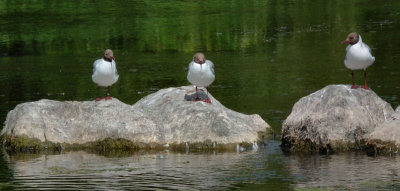 Cong_three Black Headed gulls