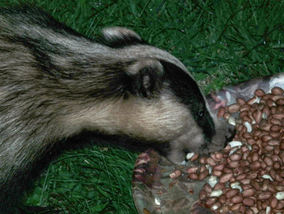 Badger feeding