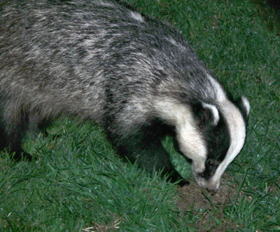 Badger grubbing