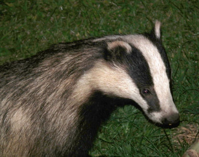 Badger head and nose