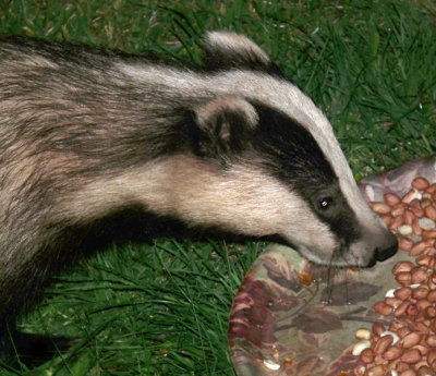 Badger eating peanuts 