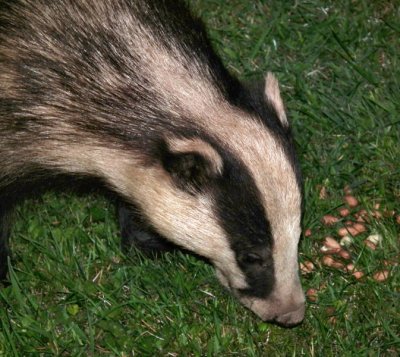 Badger  hunting peanuts.