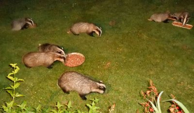 Seven Badgers feeding