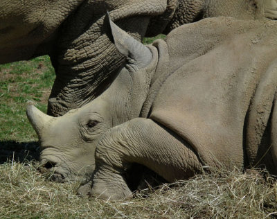 sleepy white rhino calf