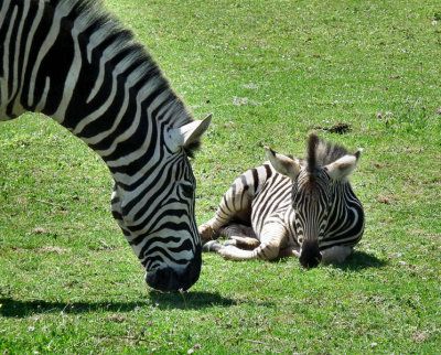 Chapmans Zebra and foal
