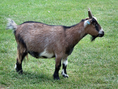 African Pigmy Goat