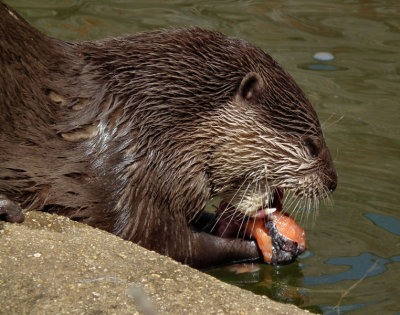 Oriental Short Clawed Otter feeding