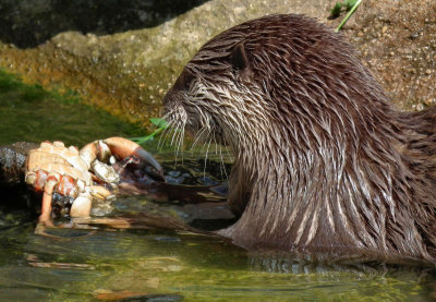 Oriental Short Clawed Otter with crab