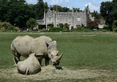 white rhinos and house