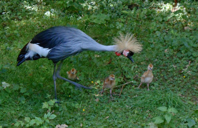 Crowned Crane and chicks