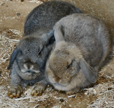 Lop Eared Rabbits