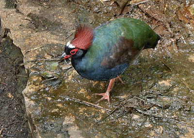 Tropical House_Crested Partridge or Rouloul