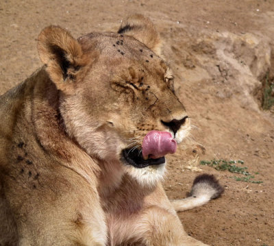 Lioness and tongue