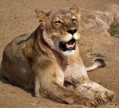Lioness with broken tooth