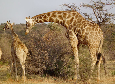 Desert Giraffes x2