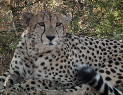 male Cheetah with penetrating stare