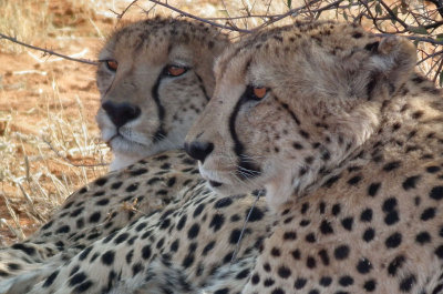 two male Cheetahs posing_brothers