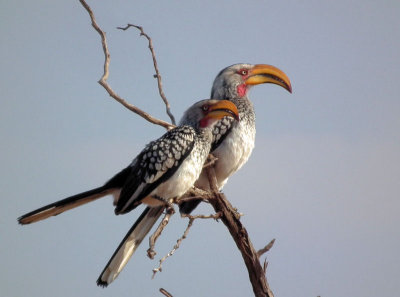 male and female Yellow Billed Hornbills