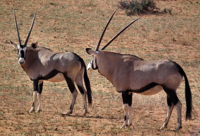 Gemsbok (or Oryx) x2