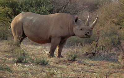 Black desert Rhino browsing_female