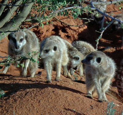 habituated Meerkats off hunting