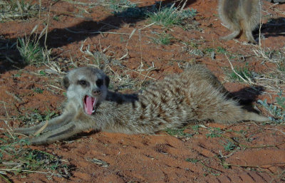 habituated Meerkat yawning