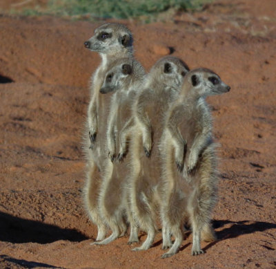 habituated Meerkats Group 2