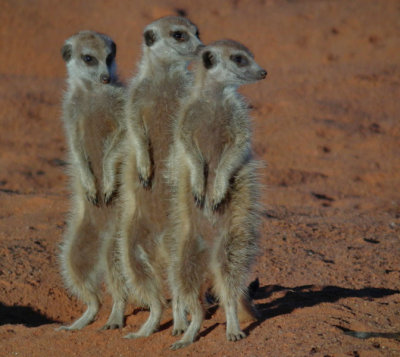 habituated Meerkats Group 2