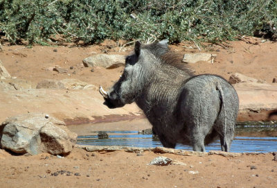 warthog in waterhole
