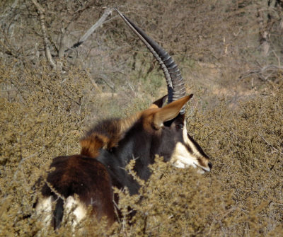 Sable Antelope disappearing