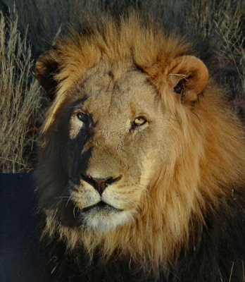 male Lions head