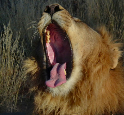 male Lion really yawning