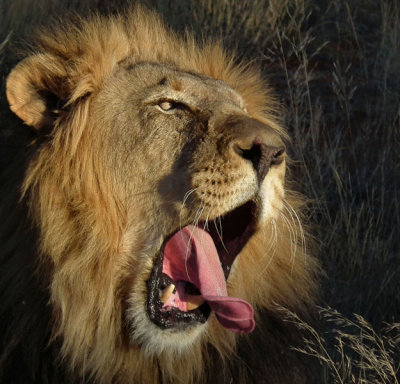 male Lion yawning